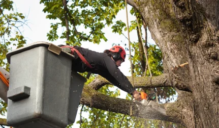 Tree and Shrub Services